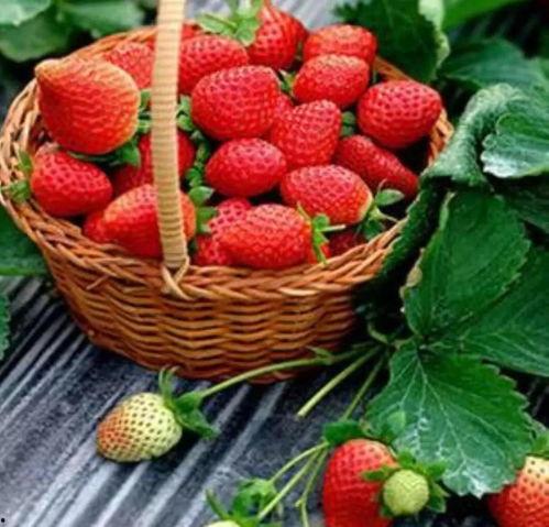 完整国产免费水莓100,免费品尝100份水莓的甜蜜诱惑 第1张 完整国产免费水莓100,免费品尝100份水莓的甜蜜诱惑 第1张